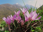 05 Colchicum autumnale (Colchico d'autunno) con vista sulle cime Foppazzi e Grem